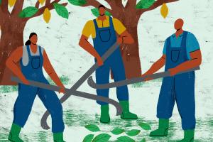 illustration of three workers at a cocoa farm