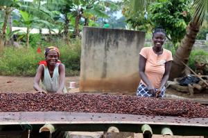 two women sorting cocoa beans