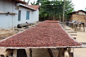 cocoa beans drying