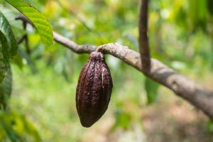 cocoa pod 