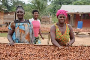 women sorting cocoa beans