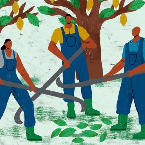 illustration of three workers at a cocoa farm