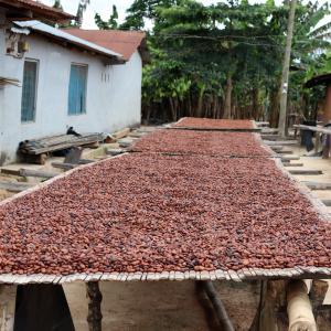 cocoa beans drying