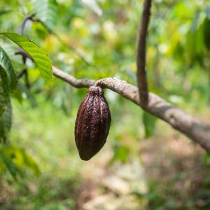 cocoa pod 