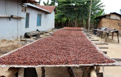 cocoa beans drying