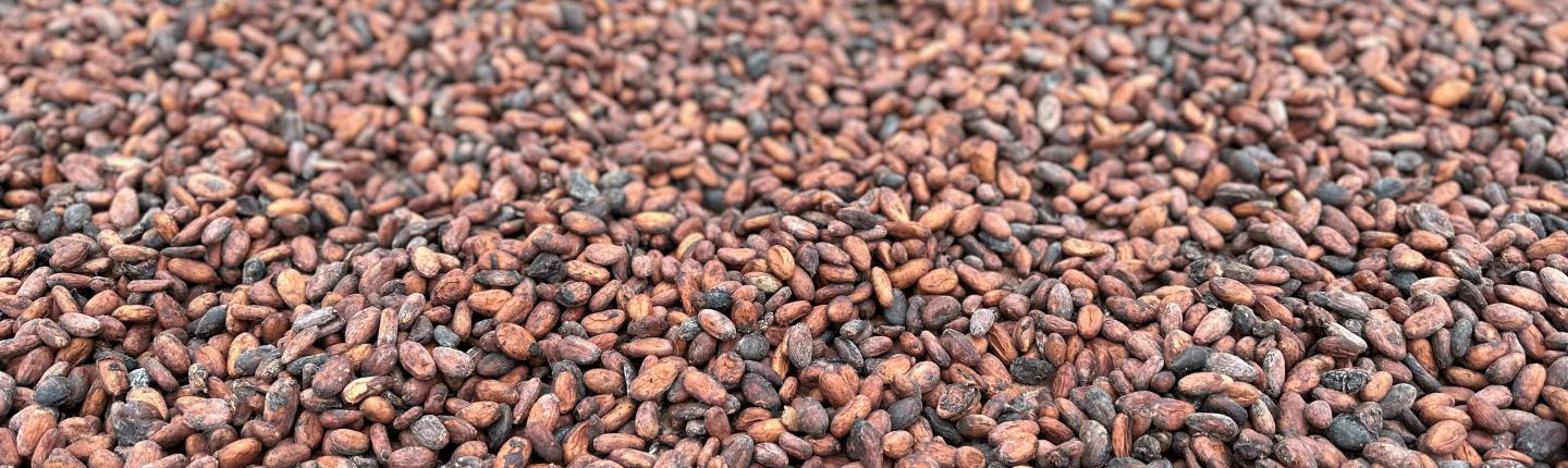 cocoa beans drying