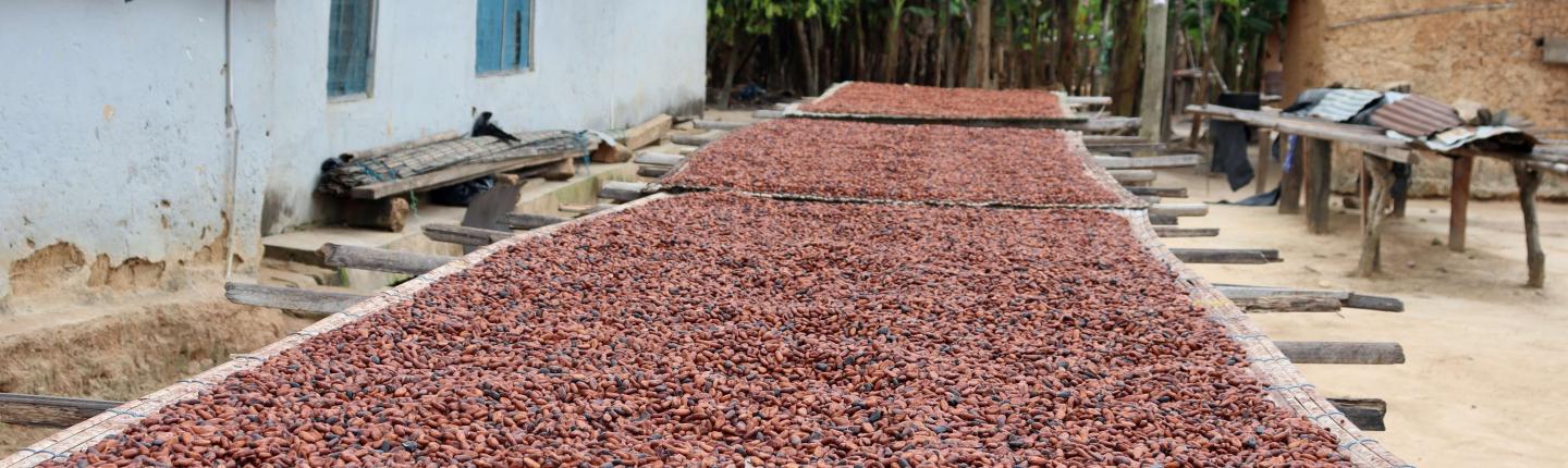 cocoa beans drying out